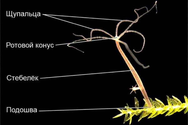 Блэкспрут не работает bs2web top